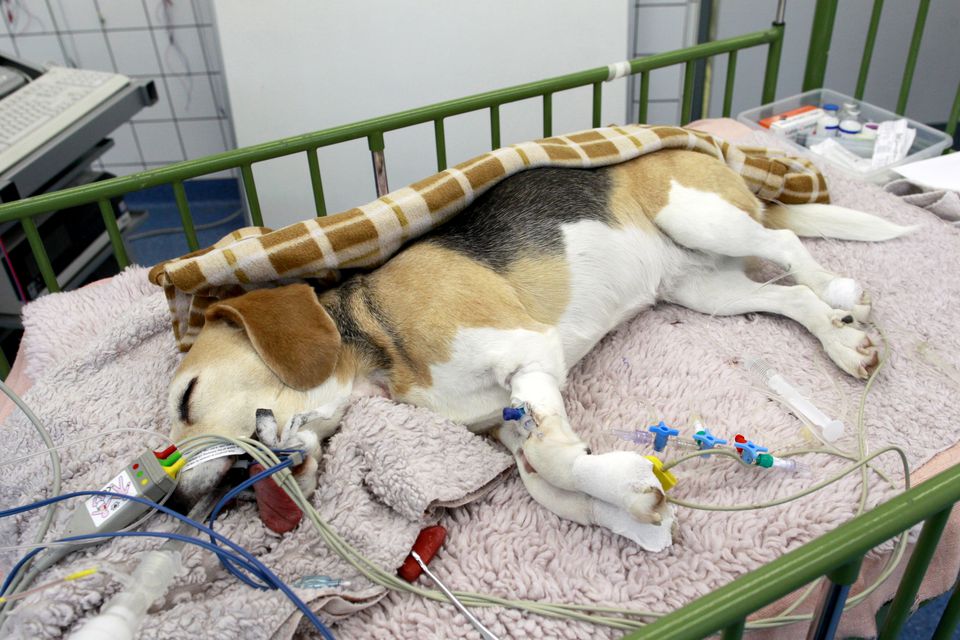 Собака после эпилепсии. Терапия животных.